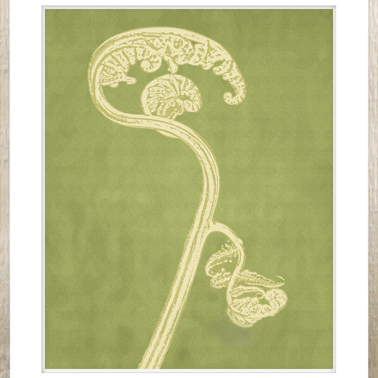 Fiddlehead