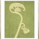 Fiddlehead