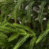 Wreath - Norfolk Pine - 16" D