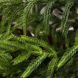 Wreath - Norfolk Pine - 22" D