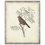 Delicate Birds II