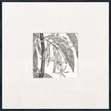 Parkinson's Engraving c. 1771 - Artwork