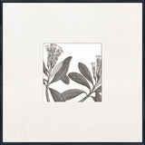 Parkinson's Engraving c. 1771 - Artwork