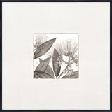 Parkinson's Engraving c. 1771 - Artwork