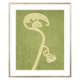 Fiddlehead