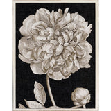 Dramatic Peony I